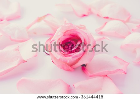 pink and white rose with petal - soft focus and vintage effect picture style