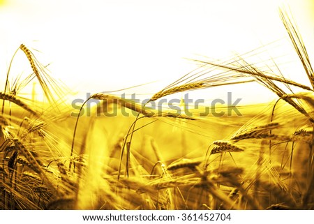 backdrop of ripening ears of yellow wheat field on sunset orange sky background of setting sun on horizon Idea of raw materials for food, rich harvest home heavy crop, harvesting, golden sunny spike