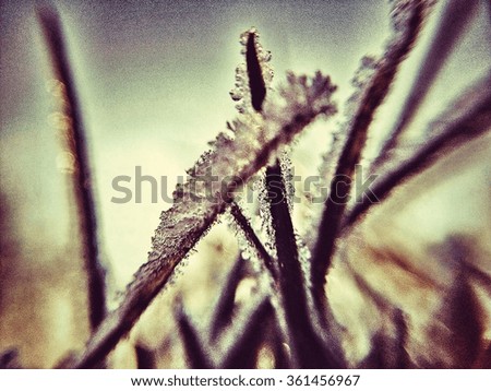 Grass stems covered in frost
