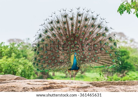 Peacock in national park  Yala, Sri Lanka Royalty-Free Stock Photo #361465631