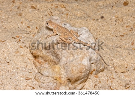 Spotted Toadhead Agama (Phrynocephalus guttatus)