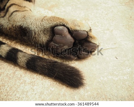 Tiger paw: Looks a lot rougher than cat paws!