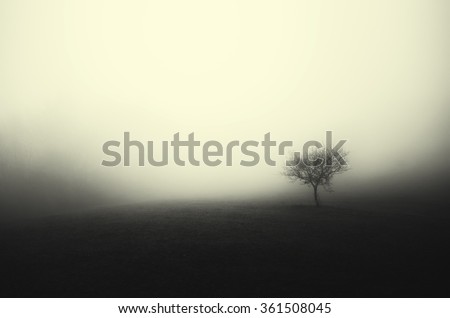 minimal dark landscape tree in fog