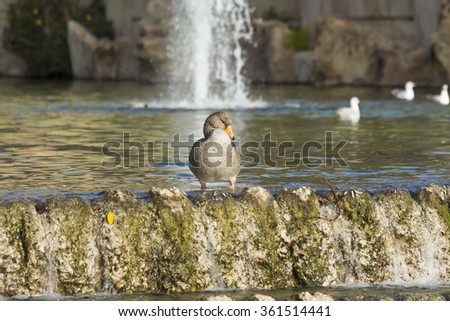 Young duck on the lake near a cascade