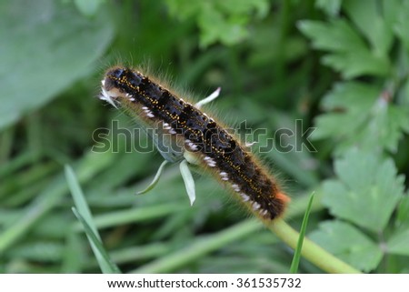 Black hairy Caterpillar