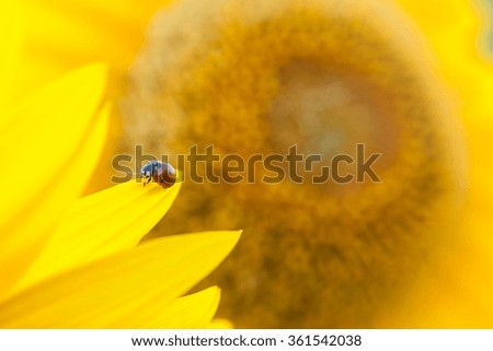 Sunflower close up. Bright yellow sunflowers. Sunflower background. Ladybug on a Sunflower.