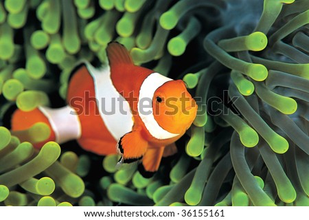 A clown anemonefish in colorful anemone Royalty-Free Stock Photo #36155161