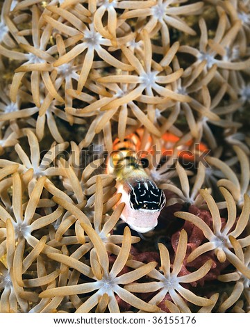 Little blenny in corals
