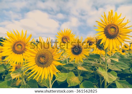 Beautiful Sunflowers in field, soft color, vintage style
