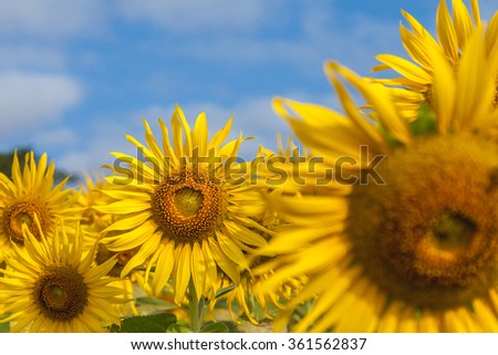 Beautiful Sunflowers in field