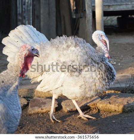 Turkey and turkey-hens in the backyard
