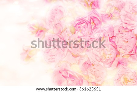 Soft blurred of roses flowers with soft bokeh in pastel tone for background.