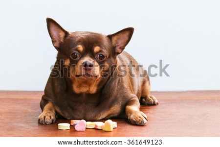 Fat Chihuahua dog, sitting on the desk. It's went eating milk snack for pet Royalty-Free Stock Photo #361649123