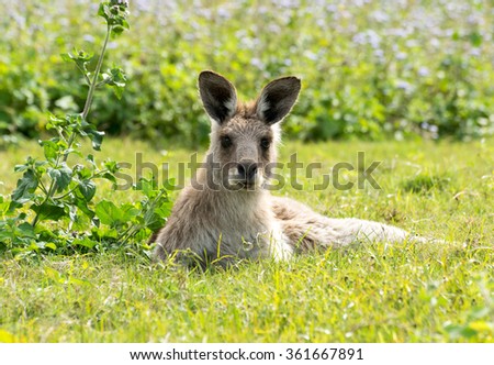 Young Kangaroo Joey laying on the grass