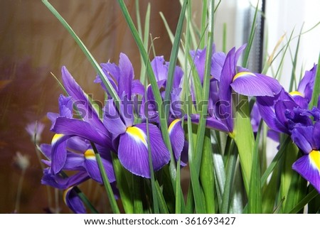 a bouquet of small purple irises