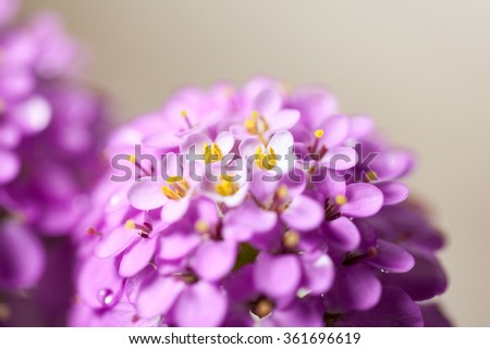 Macro of tiny delicate pink flower, shallow depth-of-field
