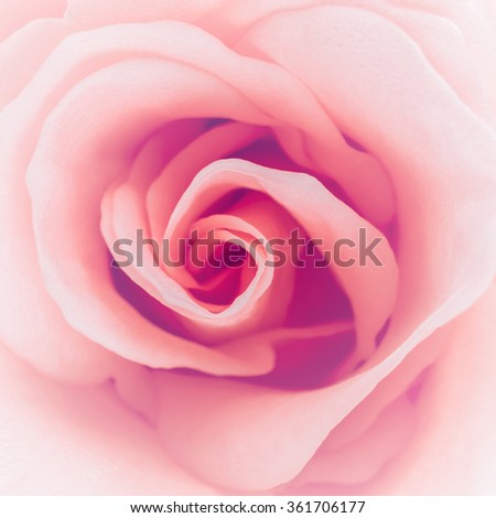 Beautiful pink rose heart shape close-up, sweet tone. pastel style photo