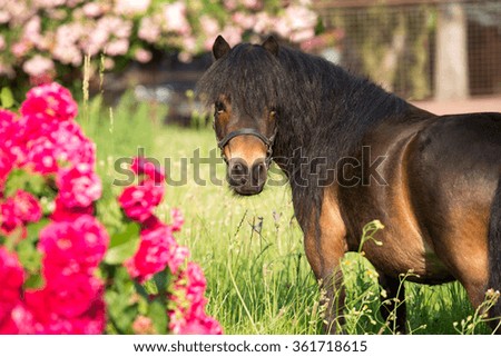 Portrait of a nice Shetland pony with rose bushes