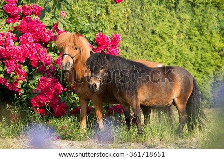 Portrait of two Shetland ponies with rose bushes