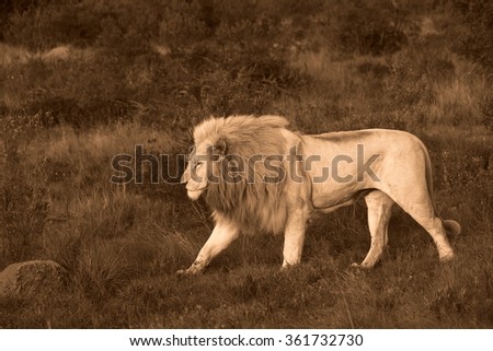 A big pure white male lion in this photo taken on safari in Africa