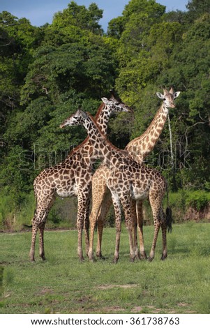 Rothschild Giraffe 