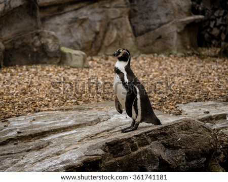 penguin standing on a large rock