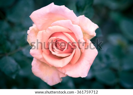 Vintage roses,soft focus
