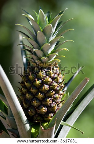 An Organic Pineapple Plant With A Small Pinapple