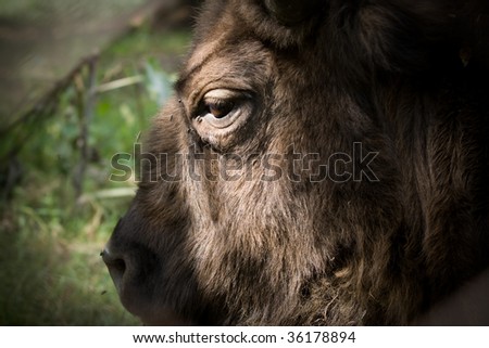 pland bison Royalty-Free Stock Photo #36178894
