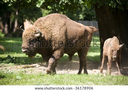 bison familly Royalty-Free Stock Photo #36178906