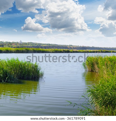 thickets of reeds on the lake
