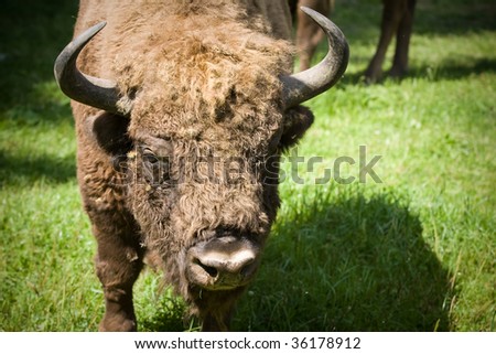 poland Bison Royalty-Free Stock Photo #36178912