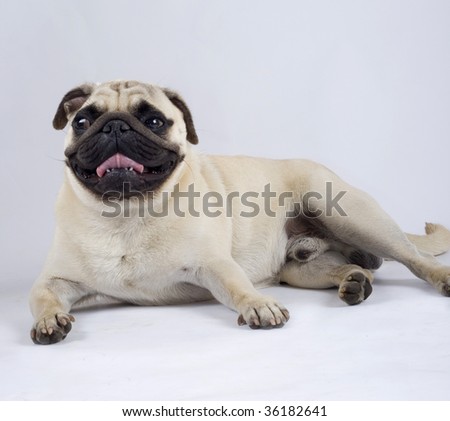 picture of a pug standing down with mouth open