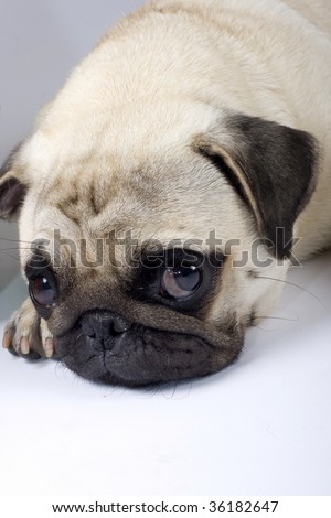 closeup picture of a cute pug with sad eyes