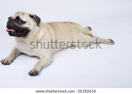 picture of a seated mops puppy looking away
