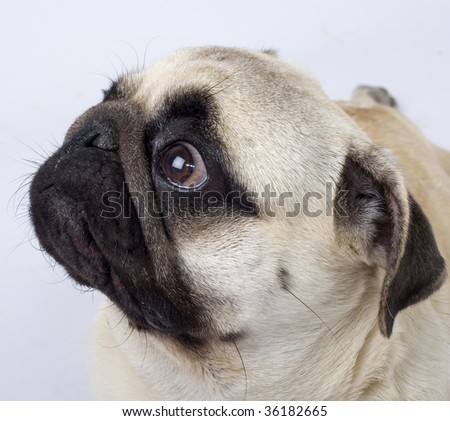 closeup picture of a pug puppy looking at something