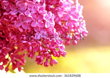 closeup purple lilac  flowers, natural abstract  soft floral background