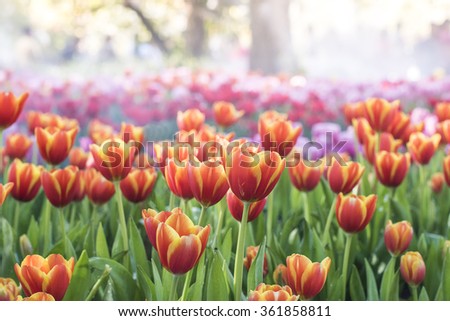 Tulip Flowers,a colorful tulips tulips in spring,colourful tulip