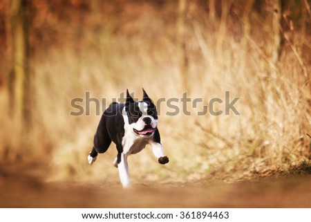 obedient, happy, beautiful, healthy and young black Boston terrier or french bulldog puppy running fast on a dirt road, flying