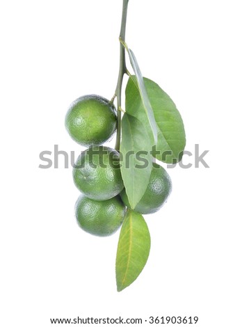 Fresh lime with leaves isolated on white background