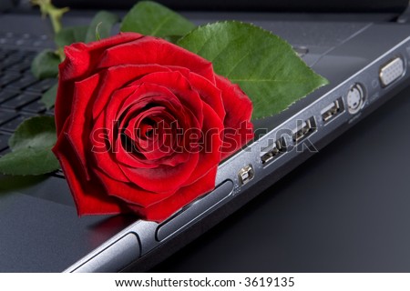 Rose on laptop-romantic red rose on black keyboard