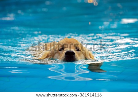 Golden Retriever Puppy Exercise in Swimming Pool Royalty-Free Stock Photo #361914116
