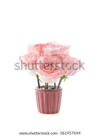 pink and white rose on white background