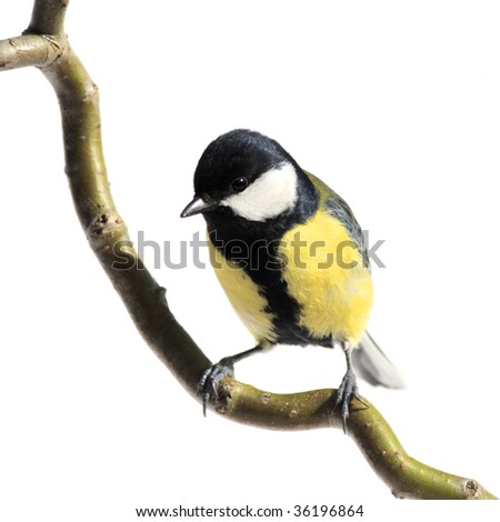 great tit on a branch, on white Royalty-Free Stock Photo #36196864