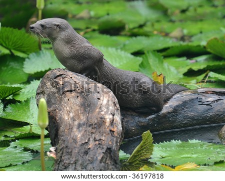 giant river otter standing on submerged tree, tortuguero national park, costa rica