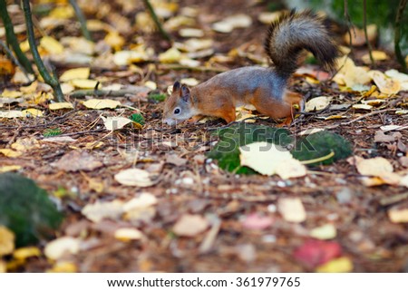 Eurasian red squirrel in the wild