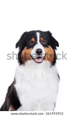 Australian Shepherd, studio portrait dog on a white background