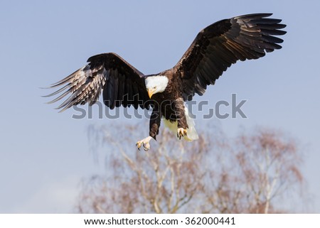 Bald eagle with a purpose. A splendid bald eagle extends its talons as it approaches its target.