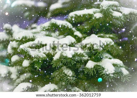 Green fir branches in the snow against the backdrop of white snow. Soft focus