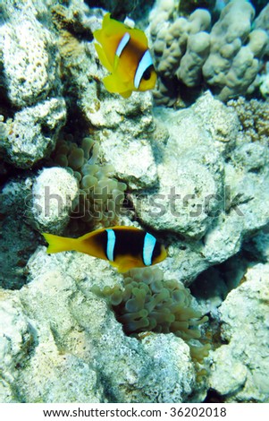 Coral Fishes clowns  of the  Red sea. Egypt
